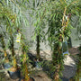 Treurwilg - Salix alba 'Tristis'
