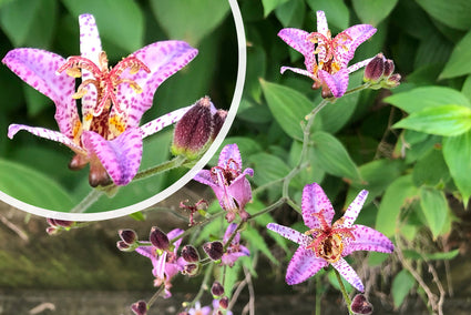 Orchidee - Tricyrtis Formosana 'Purple Beauty' bloei