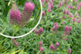 Purperrode klaver - Trifolium rubens
