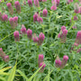 Purperrode klaver - Trifolium rubens - inheemse plant