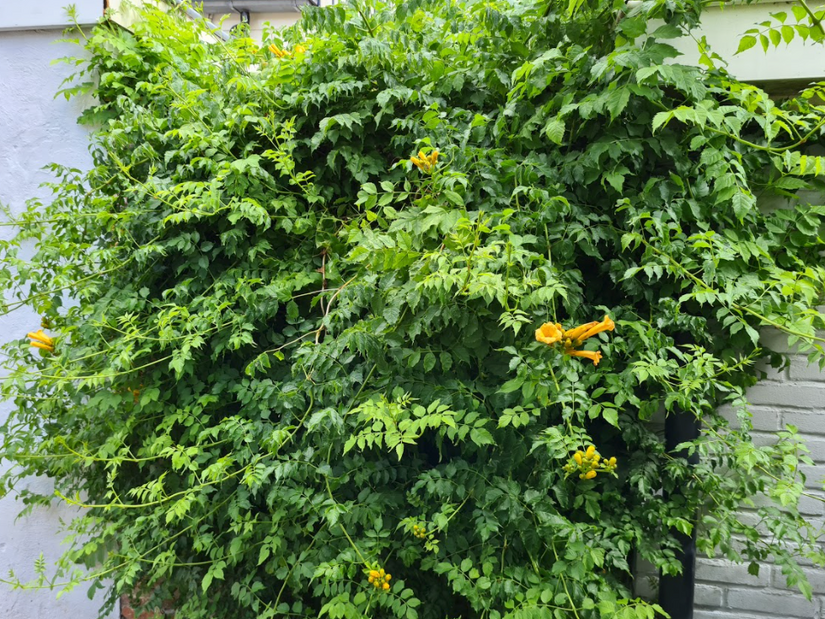 Campsis radicans 'Flava' - XL kopen | Trompetklimmer Campsis radicans 'Flava' - XL kopen | Trompetklimmer