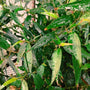 Trompetkruid tuinplanten 