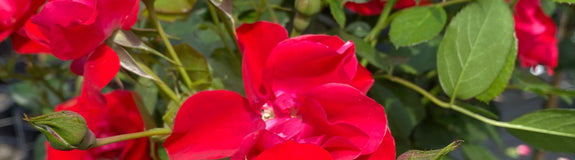Trosroos - Rosa 'Black Forest Rose'