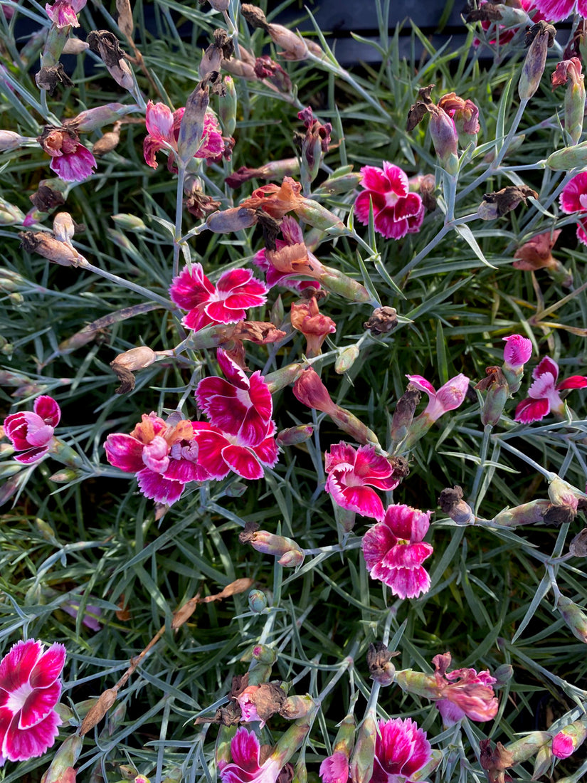 Dianthus caryophyllus 'Flutterburst' in bloei