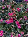 Dianthus caryophyllus 'Flutterburst' in bloei