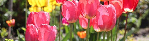 Tulp - Tulipa