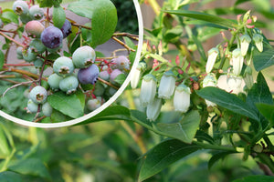Blauwe bes - Vaccinium corymbosum 'Bluecrop'
