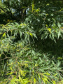 Detail Varenbeuk - Fagus sylvatica 'Aspleniifolia'