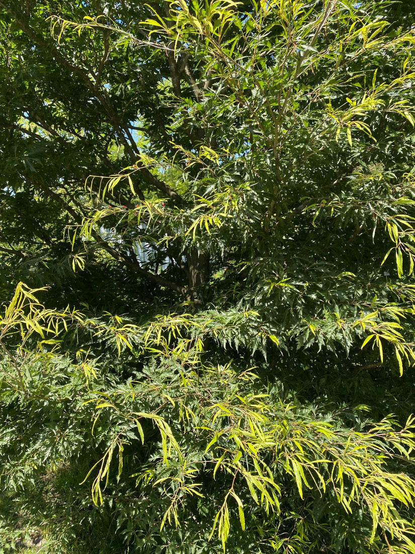 Varenbeuk-Fagus-sylvatica-Aspleniifolia.jpeg