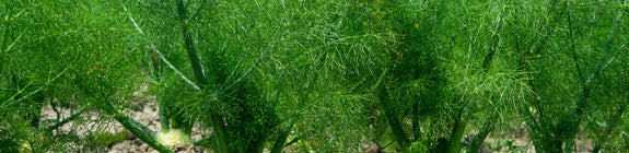Venkel - Foeniculum vulgare