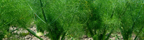 Venkel - Foeniculum vulgare