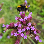 Verbena ijzerhard vlindertuin bijenborder