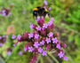 Verbena ijzerhard vlindertuin bijenborder