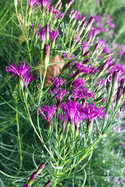 Vernonia-lettermannii-Iron-Butterfly.jpeg