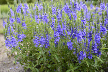 Veronica-austriaca-ereprijs-plant-blauw.jpg