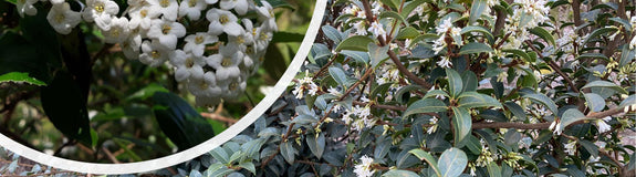 Sneeuwbal - Viburnum x Burkwoodii bloei