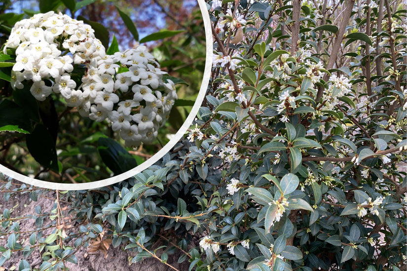 Sneeuwbal - Viburnum x Burkwoodii bloei