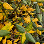 Sneeuwbal - Viburnum x burkwoodii (herfst)