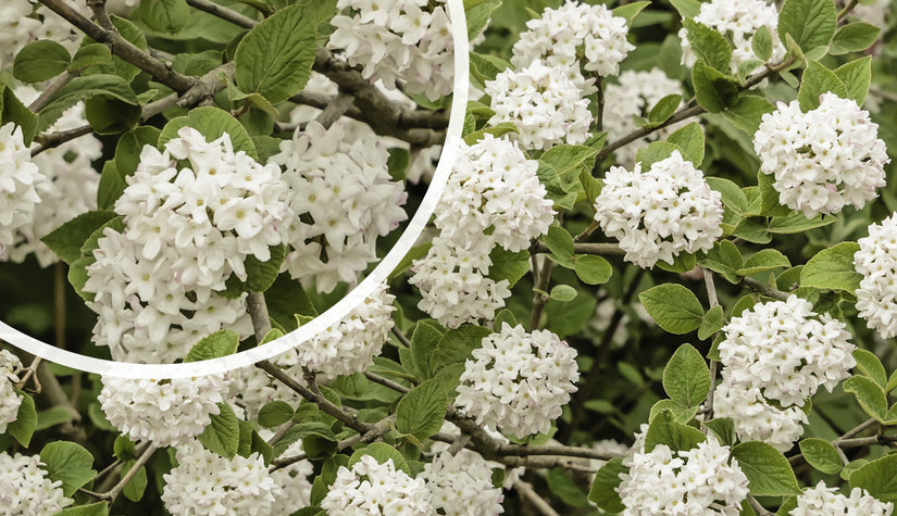 Sneeuwbal - Viburnum carlesii 'Compactum' in bloei