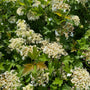 Gelderse roos - Viburnum opulus 'Compactum' in bloei