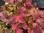 Herfstkleuren Gelderse Roos - Viburnum opulus 'Roseum'