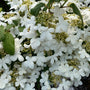 Bloei Japanse sneeuwbal - Viburnum plicatum 'Watanabe'