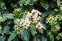 Viburnum tinus 'Gwenllian' in bloei