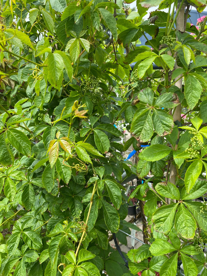 Vijfbladige wingerd Parthenocissus quinquefolia bladeren zomer
