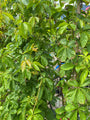 Vijfbladige wingerd Parthenocissus quinquefolia bladeren zomer