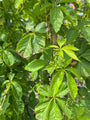 Vijfbladige wingerd klimplant Parthenocissus quinquefolia blad zomer