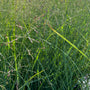 Vingergras - Panicum virgatum 'Prairie Sky'
