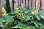 Vingerplant - Fatsia japonica in bloei