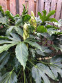 Vingerplant - Fatsia japonica bloeit laat in het jaar