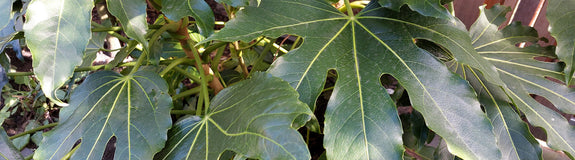 Blad Vingerplant - Fatsia japonica