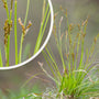 Vingerzegge - Carex digitata