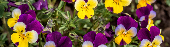 Driekleurige viooltje - Viola tricolor bloemen zijn eetbaar