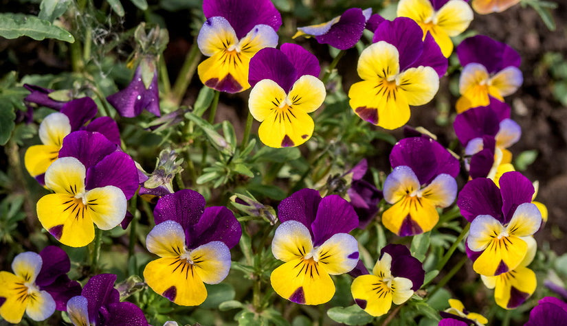 Driekleurige viooltje - Viola tricolor bloemen zijn eetbaar