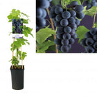 Blauwe druif - Vitis 'Boskoopse glorie'