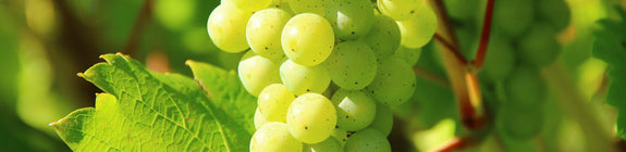 Vitis 'Vroege van der laan' - Overheerlijke druiven