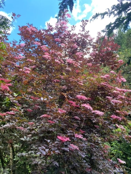 Gewone vlier Sambucus nigra 'Thundercloud' struik