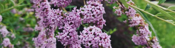 Vlinderstruik - Buddleja alternifolia bloemen