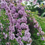 Vlinderstruik - Buddleja alternifolia bloemen