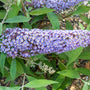 Vlinderstruik - Buddleja davidii 'Ile de France' bloei