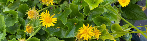 Voorjaarszonnebloem - Doronicum orientale 'Little Leo'