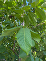 Walnotenboom - Juglans regia 'Seifersdorfer Runde'