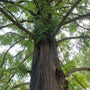 Watercipres - Metasequoia glyptostroboides
