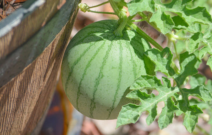 Watermeloen - Citrullus lanatus
