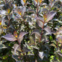 Weigelia - Weigela Floria 'Foliis purpureis'