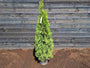 Westerse Levensboom -Thuja 120-140cm.jpg