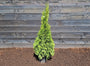 Westerse Levensboom - Thuja 'Smaragd' 80-100cm.jpg